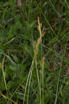 Pale sedge